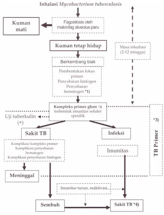 Gambar 2.1. Bagan Patogenesis TB (Depkes - IDAI, 2008 
