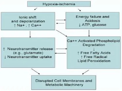 Gambar 1. Mekanisme seluler pada cedera otak akibat hipoksia-iskemik  Sumber: Haider, 2006 20