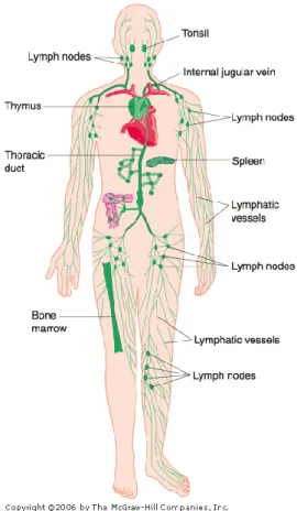Gambar 1. Sistem limfatika pada seluruh tubuh, keberadaan limfonodus, dan hubungannya  dengan sistem kardiovaskular