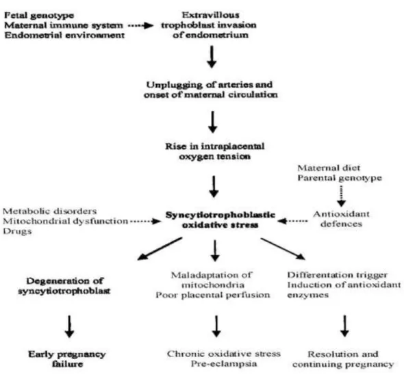 Gambar 2.2  Efek dari syncytiotrophoblastik oxidative stress terhadap abortus  (Jauniaux dkk, 2000) 