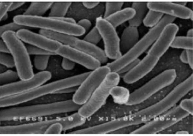 Gambar 2. Morfologi Escherichia coli  (Sumber: www.biotek.lipi.go.id) 