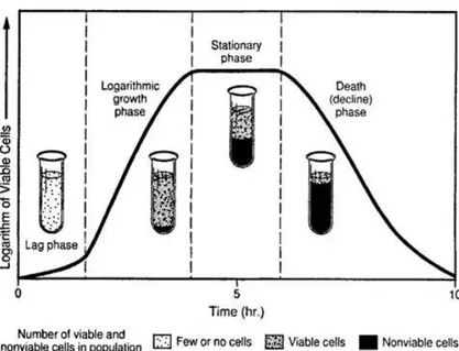 Gambar 3. Kurva Pertumbuhan Bakteri. 