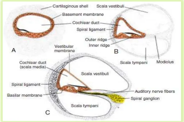 Gambar A menunjukkan duktus koklea dikelilingi suatu siput katilago. Gambar B 