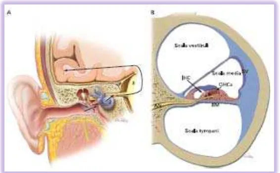 Gambar 2.3.1 Gambaran skematik fisiologi pendengaran 