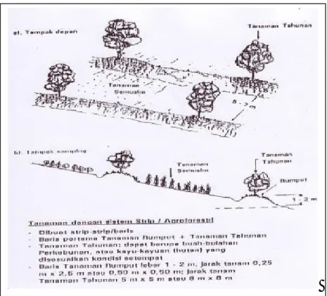 Gambar 14.  Bentuk Agroforestry/Strip Cropping 