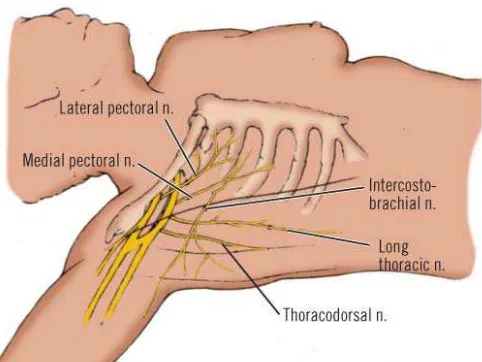 Gambar 1.9. Saraf-saraf perifer penting yang ditemukan selama mastectomy  