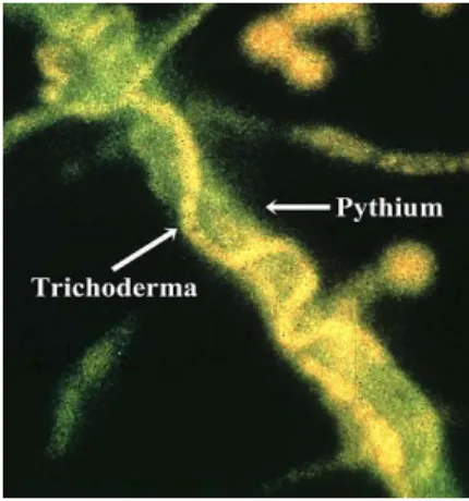 Gambar 1. Mekanisme mikoparasitisme Trichoderma  harzianum pada patogen  tanaman Pythium sp