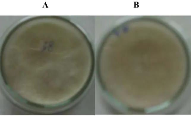 Gambar  6. Morfologi koloni Trichoderma harzianum DT38 pada media PDA  tanpa antibiotik (A) wild-type;  (B) transforman  
