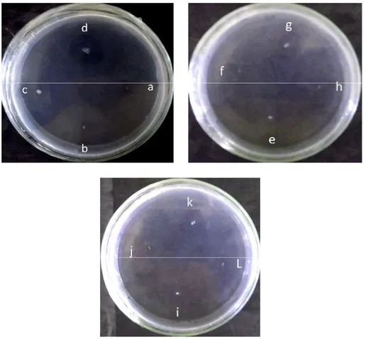 Gambar 4.3 Zona bening  Isolat Bakteri dari Tanah Aliran Pembuangan Limbah Tahu (a) GLT 150302; (b) GLT 150303; (c) GLT 150304; (d) GLT 150305; (e) GLT 150311;  (f)  GLT  150317;  (g)  GLT  150318;  (h)  GLT  150333;  (i)  GLT 150321;  (j)  GLT  150336;  (k)  GLT  150342; (l)  GLT  150346  Umur  48  Jam Suhu 30 o C pada Media Fibrin