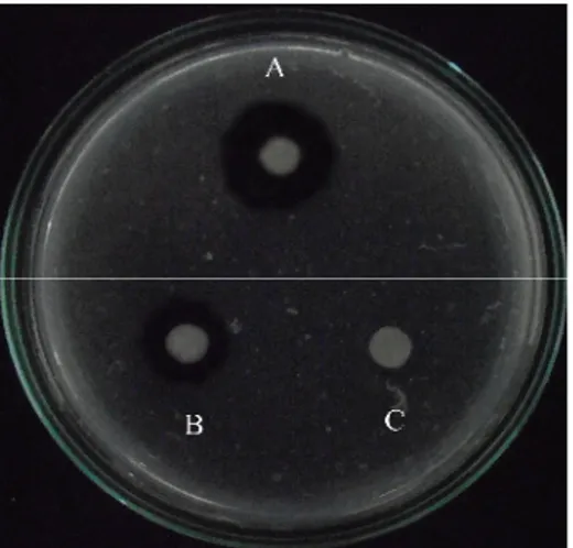 Gambar 4.5 Aktivitas fibrinolitik ekstrak  protein  kasar bakteri GLT 150305  dari sampel,  (a) retentate; (b) permeate;  dan (c) supernatan  bebas  sel pada Media Fibrin Agar (Fibrin Plate Assay)