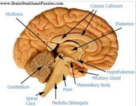 Gambar 2.1. Anatomi otak (Sumber: www. biology.about.com)  Pembagian otak: 
