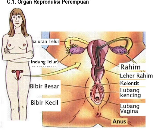 Gambar : Organ Reproduksi Perempuan