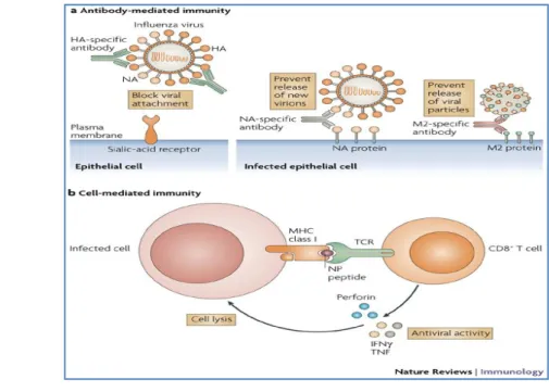 Gambar 13  Respon Imun Terhadap Infeksi AI H5N1  