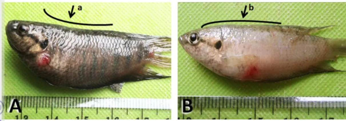 Gambar  3  Pada  sampel  ikan  nomor  1  (Gambar  A),  ikan  tidak  mengalami  ascites,  terdapat ulkus pada daerah mulut (a) dan dorsal tubuh (b), insang berwarna  merah  dan  tampak  segar  (c),  serta  terdapat  multifokus  area  berwarna  putih  yang  