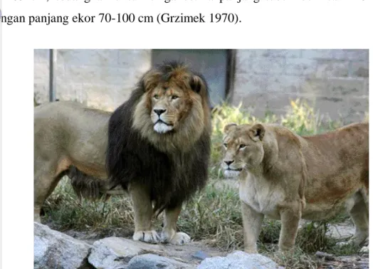Gambar 1  Morfologi singa jantan (kiri) dan betina (kanan) (Mazur 2008). 