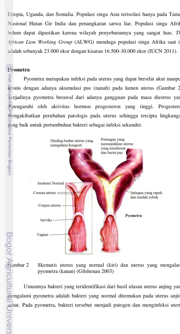 Gambar 2     Skematis  uterus  yang  normal  (kiri)  dan  uterus  yang  mengalami     pyometra (kanan) (Gilshenan 2003) 