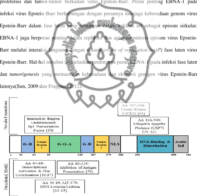 Gambar 2.5. Struktur representasi EBNA-1 dengan domain protein berikatan(Smith, 2013)