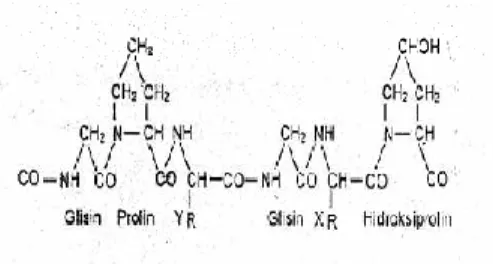Gambar 1. Struktur molekul  gelatin 