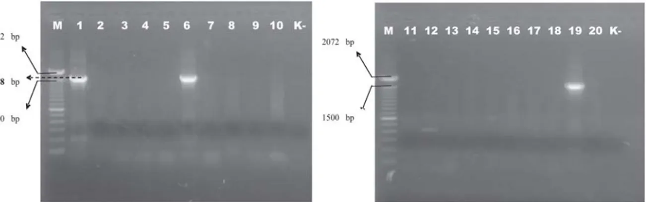 Gambar 3. Deteksi whole gen stx2  dengan primer Stx2(F) dan Stx2(R)  pada Agarose 1%. Baris 1 kontrol positip : ATCC 43894;  baris 2-12 Feses manusia klinis yaitu; baris 2: KL52(7); baris 3: KL87(7);