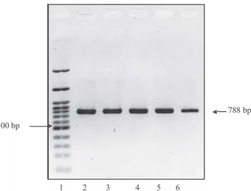 Gambar 1. Hasil PCR gen ATP6 Tarsius sp. menggunakan primer ATP6F dan ATP6R pada gel agarose 1,5%