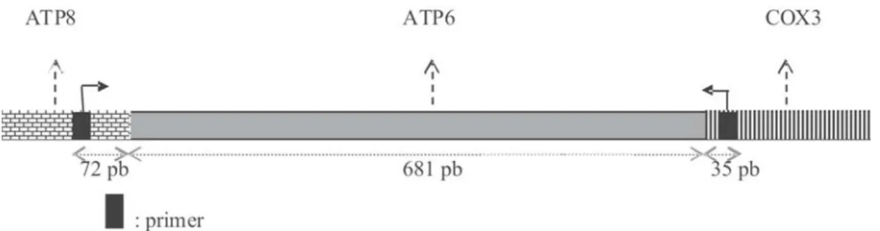 Gambar 2. Skema letak penempelan primer ATP6F dan ATP6R untuk mengamplifikasi daerah gen ATP6 pada Tarsius sp.