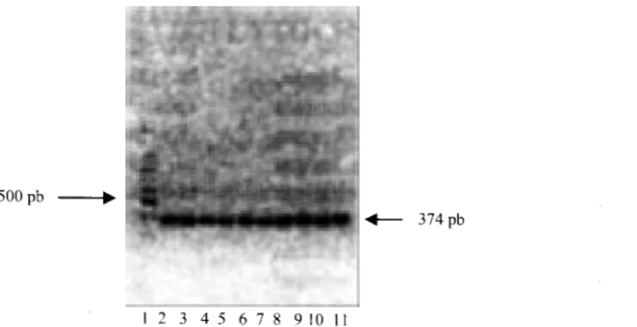 Gambar 1.  Profil  fragmen  DNA  Tarsius  sp.  hasil  amplifikasi  PCR  menggunakan  primer  L14841  dan H15149 