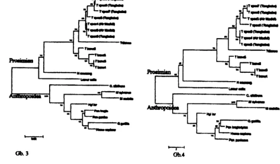 Gambar 3-4.  Filogram  menggunakan metode  Neighbor Joining dari  Tarsius  sp.  hasil penelitian  dengan pembanding spesies primata lain (Genbank)