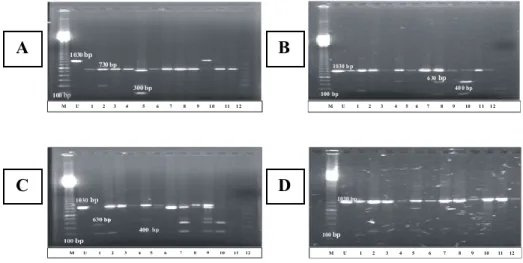 Gambar  1.  Profil  DNA  rayap  Coptotermes  teramplifikasi  yang  dipotong  dengan  Alu  I  (A),  EcoR I (B), Rsa I (C), dan Msp I (D)