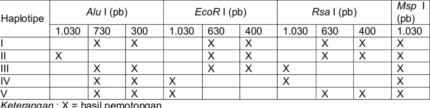 Tabel 1.  Haplotipe rayap Coptotermes dari beberapa  kota di Pulau Jawa  berdasarkan  atas  hasil pemotongan dengan enzim restriksi Alu I, EcoR I, Rsa I, dan Msp I 