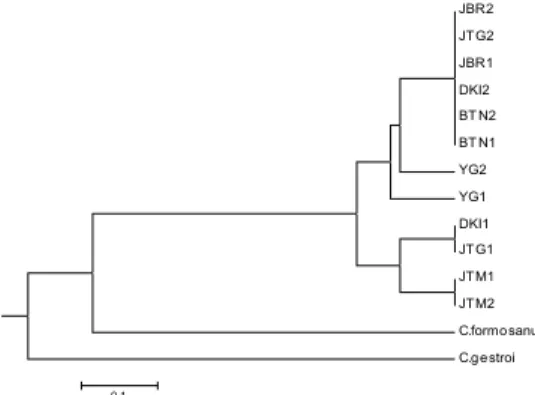 Figure 2.   Dendogram of mtDNA CO II polymorphism of Coptotermes in Java Island using  UPGMA method 
