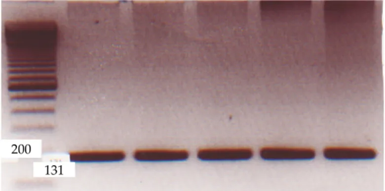 Gambar 1. Elektroforesis hasil amplifi kasi sampel. menggunakan  gel agarose  2% tegangan 100 volt, 45 menit.