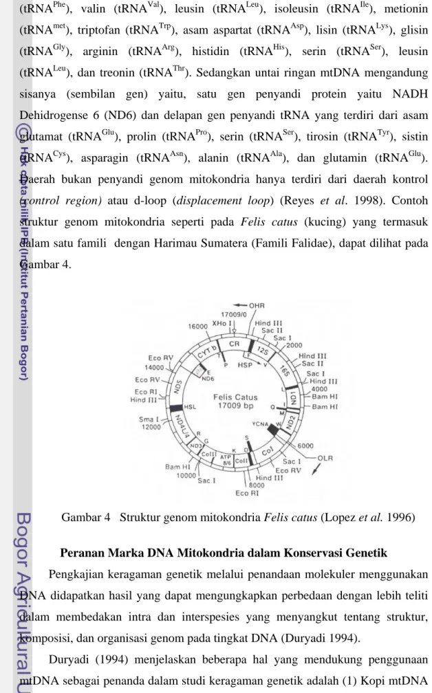 Gambar 4   Struktur genom mitokondria Felis catus (Lopez et al. 1996) 