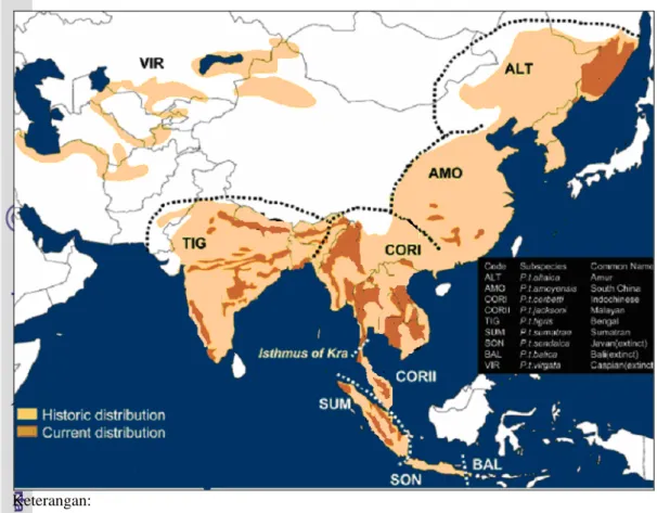 Tabel 1   Perbedaan morfologi sembilan subspesies harimau di dunia 