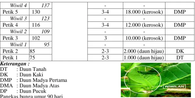 Tabel    5.    Skema  pemetikan  dan  pewiwilan  serta  klasifikasi  daun  tembakau    Jawa  berdasar posisi pada batang 