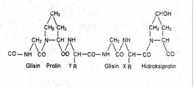 Gambar 2.  Struktur kimia gelatin (Grobben, et al.  2004). 