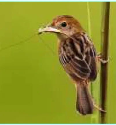 Gambar 2. Burung Cici Padi 