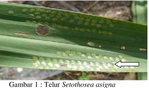Gambar 1 : Telur Setothosea asigna 