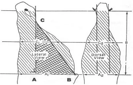 Gambar 10.  Cara penilaian konformasi butt shape (Penilaian dilakukan pada area  cembung di atas garis BC)  