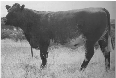 Gambar 3a. Sapi Australian Commercial Cross (ACC) 