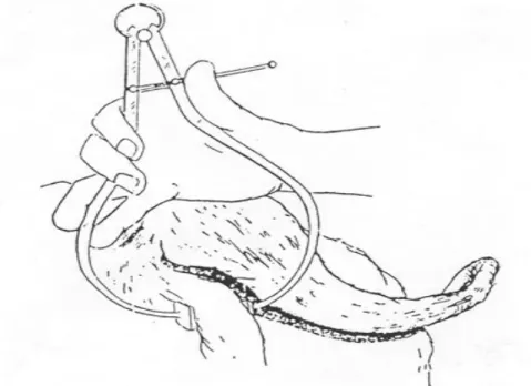 Gambar 4. Posisi pengukuran tebal lemak pangkal ekor ( anal fold) 