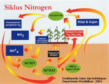 Gambar 1.3 Siklus Nitrogen 