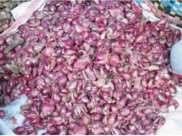 Gambar : Bawang merah varietas  Maja produksi petani Desa Tongging