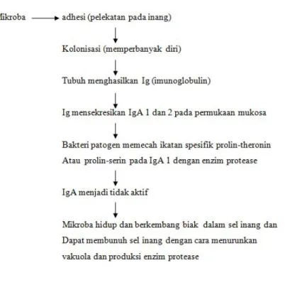 Gambar 3.1 Mekanisme terjadinya invasi