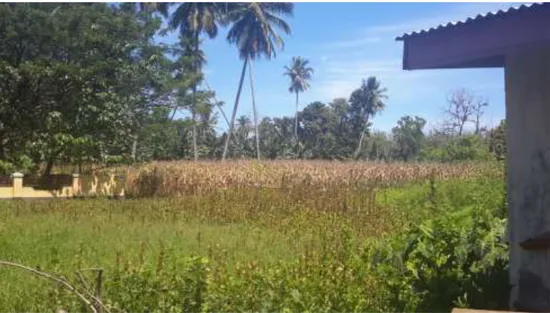 Gambar 1. Kebun Jagung yang berlokasi di sebelah Kantor Desa Dambalo  (Sumber: Foto Survey Lokasi di Desa Dambalo Tanggal 8 Feb 2017) 