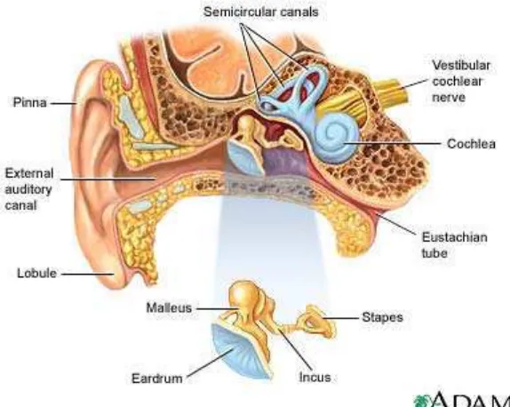 Gambar 2.1 Anatomi Telinga (http:// Galileo.phys.virginia.edu) 