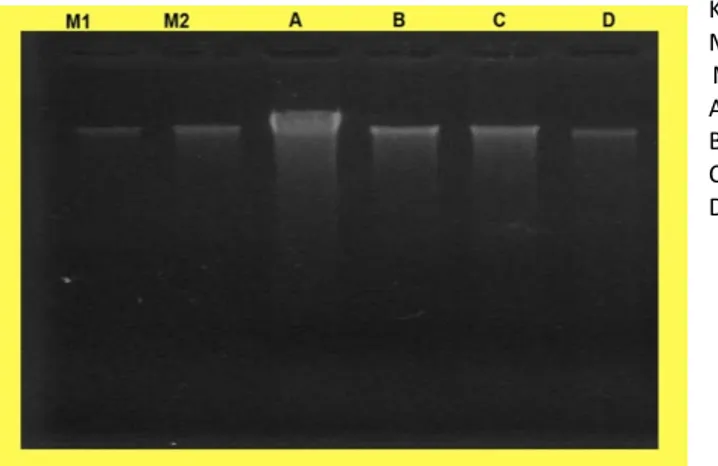 Gambar 4. Hasil isolasi DNA Genom Jambu Mete
