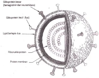 Gambar 2. Paramyxovirus (Syahrurachman, 1994) 