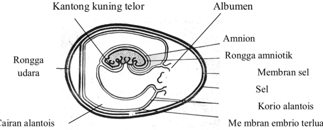 Gambar 4. Anatomi Telur Berembrio 