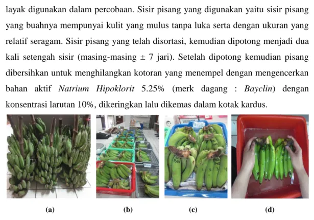 Gambar  5. Persiapan Buah; a. Buah Pisang Raja Bulu dari Pasar Ciampea, Bogor; b. Penyisiran  dan Sortasi Buah Pisang; c