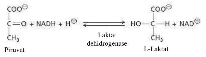 Gambar 2. Reaksi fermentasi asam laktat 